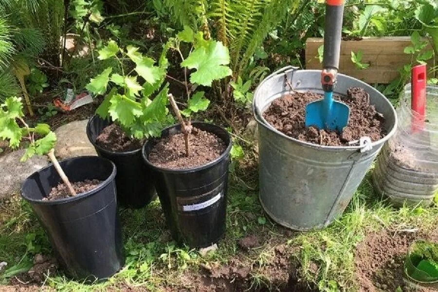 Грунт для выращивания винограда. Высаживание саженцев винограда весной. посадка чубуков винограда весной. посадка лозы винограда весной. саженцы в грунте.