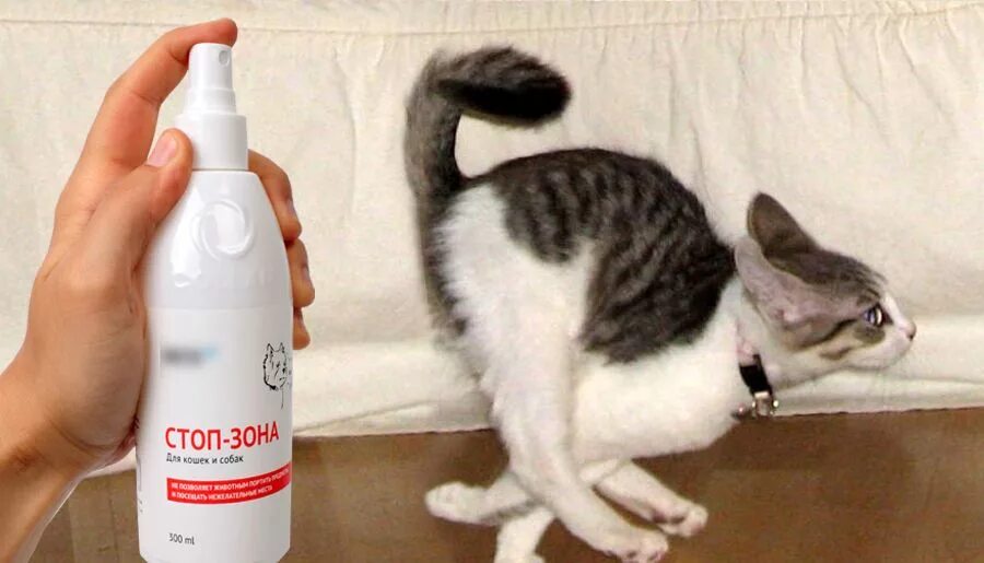 Какой запах не любят коты