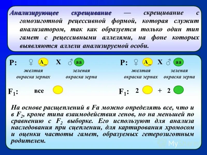 Схема анализирующего скрещивания. Анализирующее скрещивание закон менделя. Выберите гомозиготную рецессивную особь. Доминантные и рецессивные аллели. Гомозигота по рецессивному признаку.