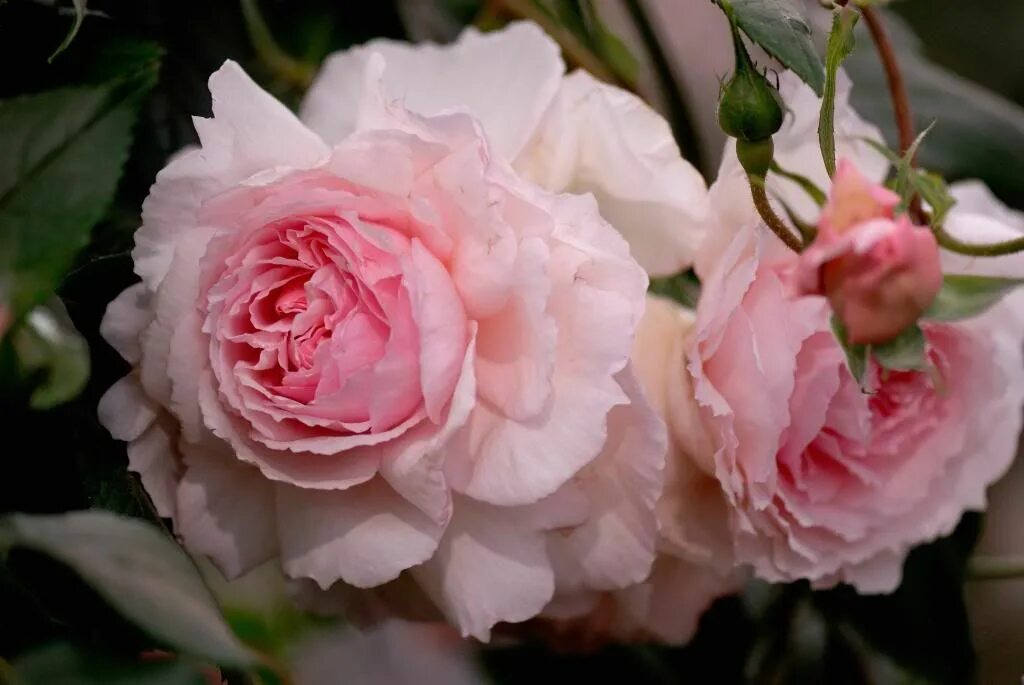 Веджвуд роуз. Зе веджвуд роуз (the wedgwood rose). Веджвуд роуз. Веджвуд роуз. Веджвуд роуз.