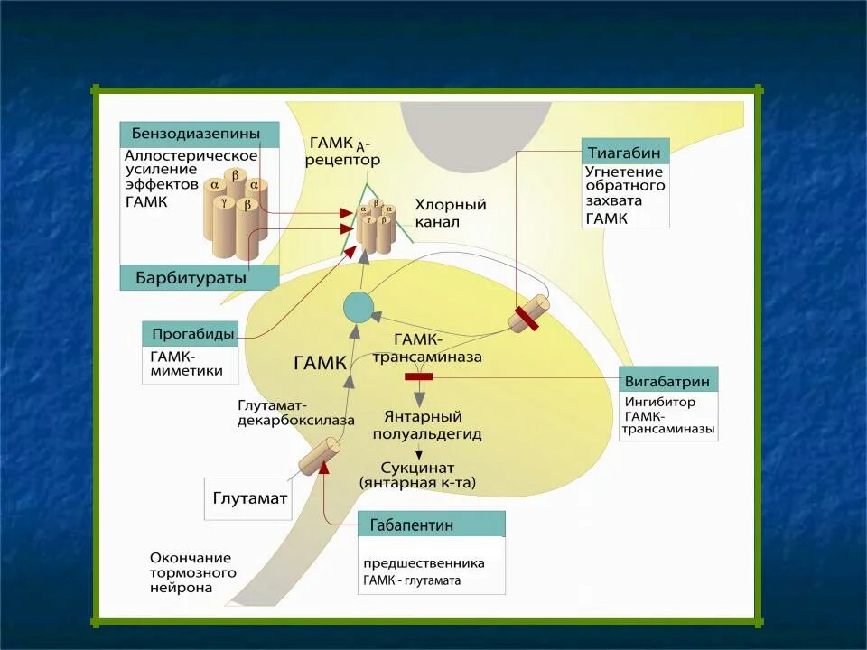 ГАМК миметики. Хлорные каналы ГАМК. Блокаторы ГАМК. Ингибиторы обратного захвата ГАМК. Обратный захват медиатора