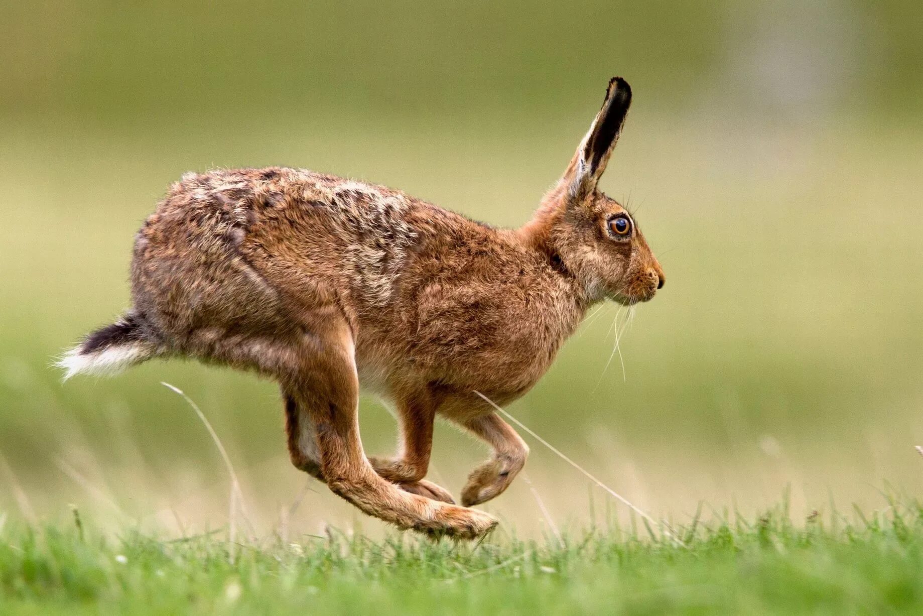 Hare&#039;s
