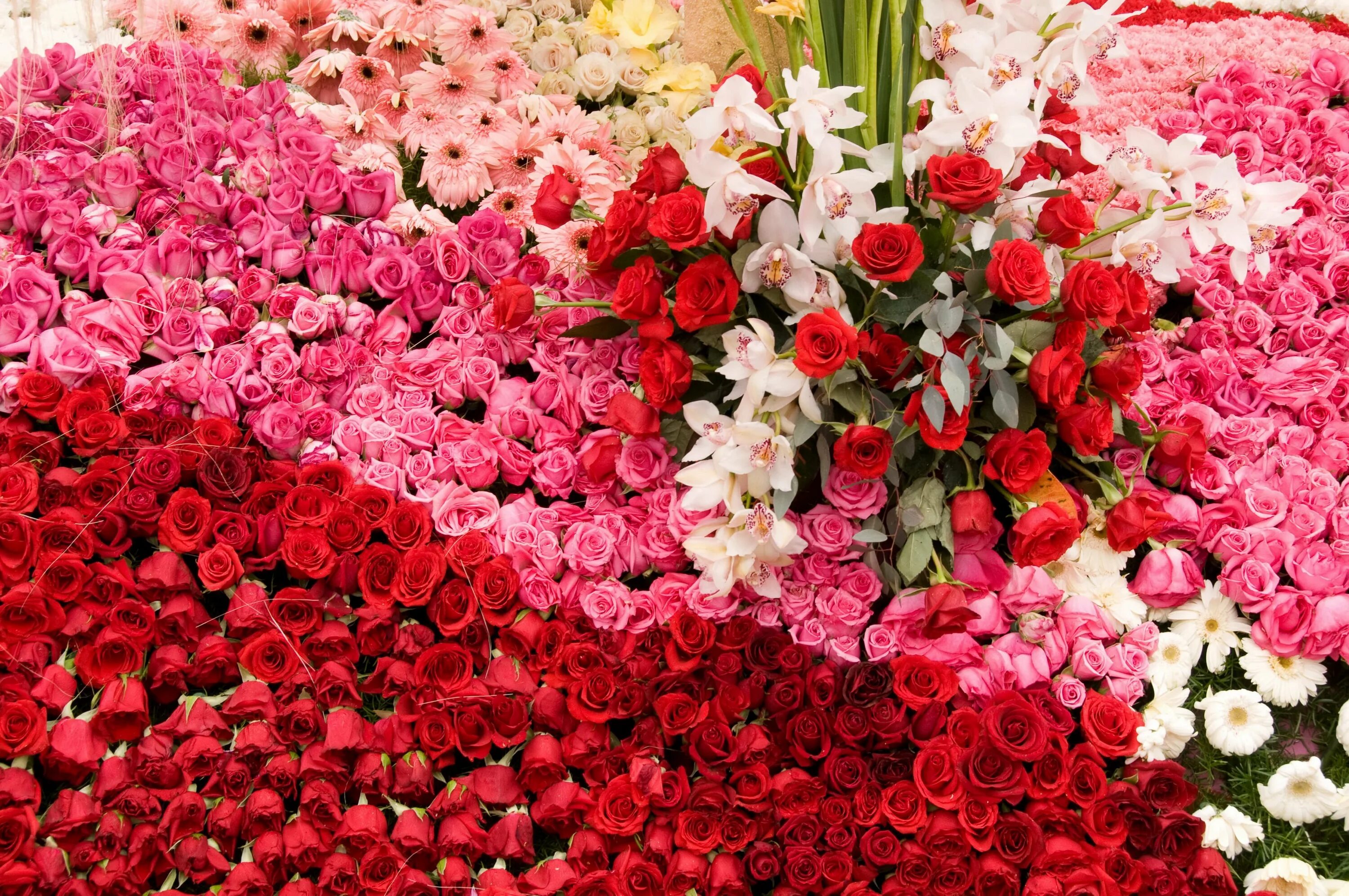 С днем рождения огромные розы. Большой красивый букет цветов. Роскошный букет цветов. Огромный букет. Красивые шикарные букетов цветов.