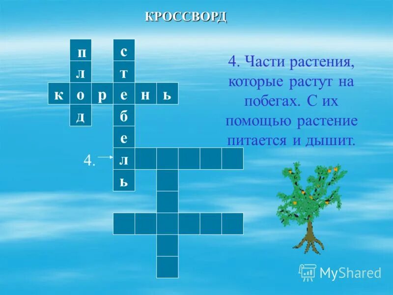 Хвойный кроссворд. Части растения которые растут на побегах. Части растения которые находятся в плодах. Кроссворд органы растений. Кроссворд на тему органы растений.