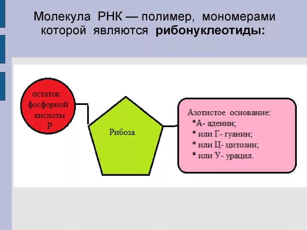 Строение мономера РНК. Структура мономера РНК. Схема строения мономера РНК. Типы мономеров РНК.