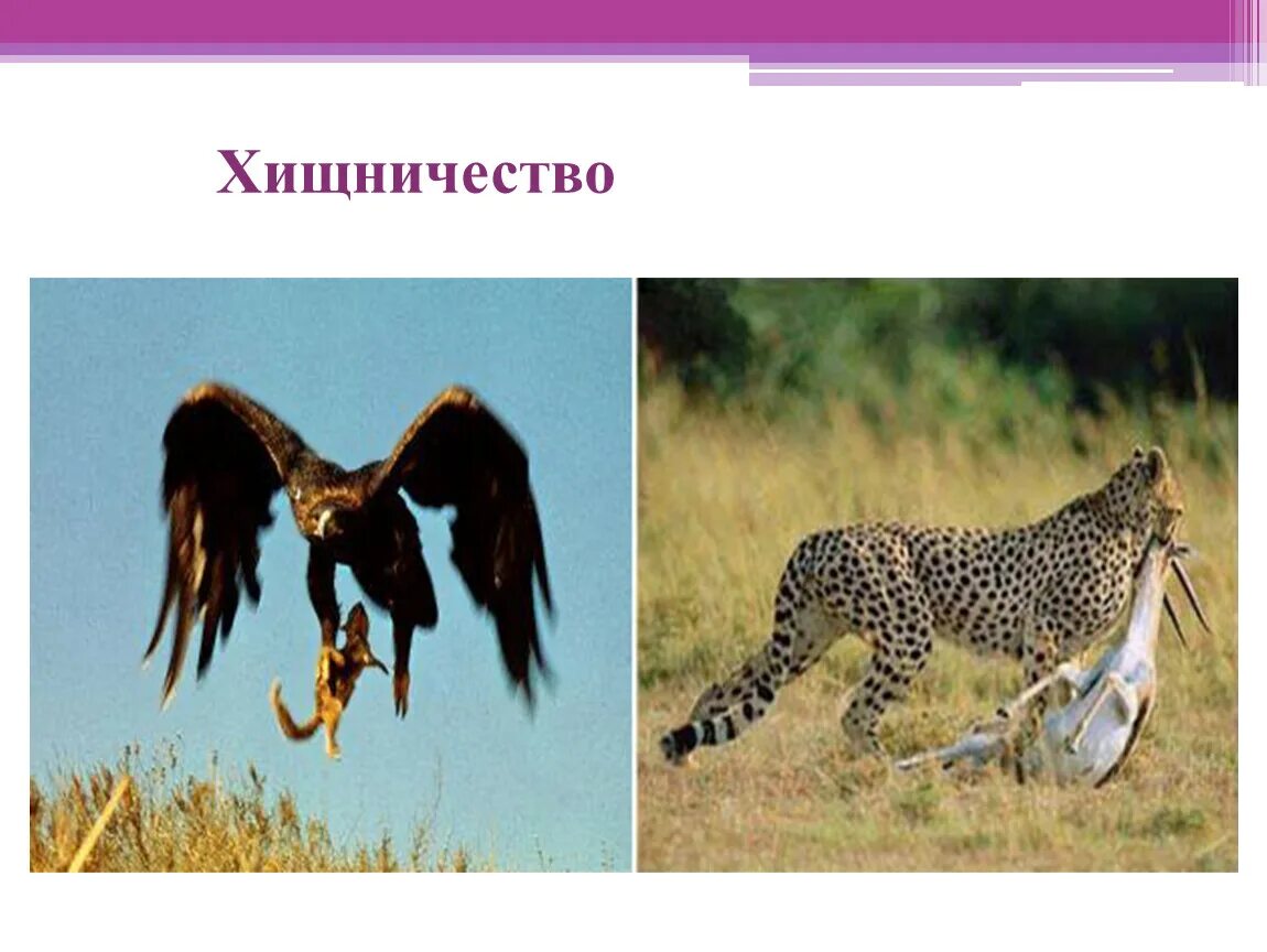 Хищничество является примером. Хищничество это в биологии. Хищничество примеры. Примеры хищничества в биологии.