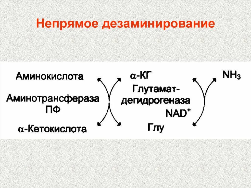 Непрямое окислительное дезаминирование. Непрямое окислительное дезаминирование аминокислот биохимия. Непрямое окислительное дезаминирование аминокислот схема. Трансдезаминирование аминокислот (Непрямое дезаминирование. Реакция трансдезаминирование аминокислот.