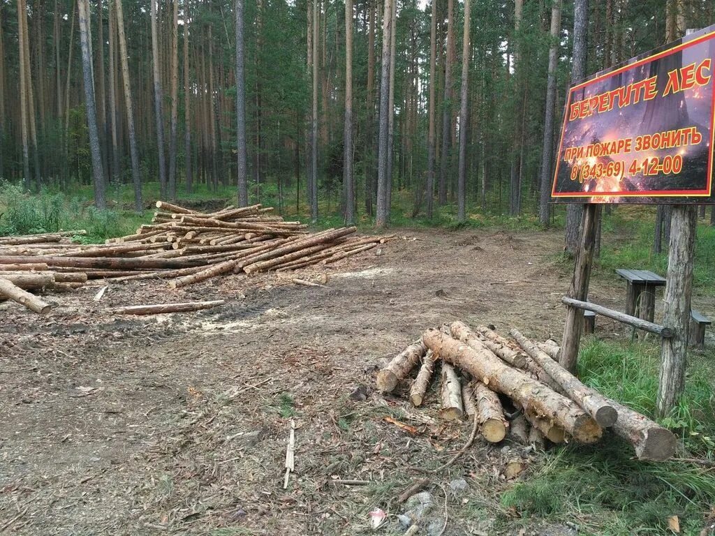 Охрана леса от вырубки. Охрана лесов от вырубки. Защита леса от вырубки. Вырубка лесов защита лесов. Запрет вырубки лесов.