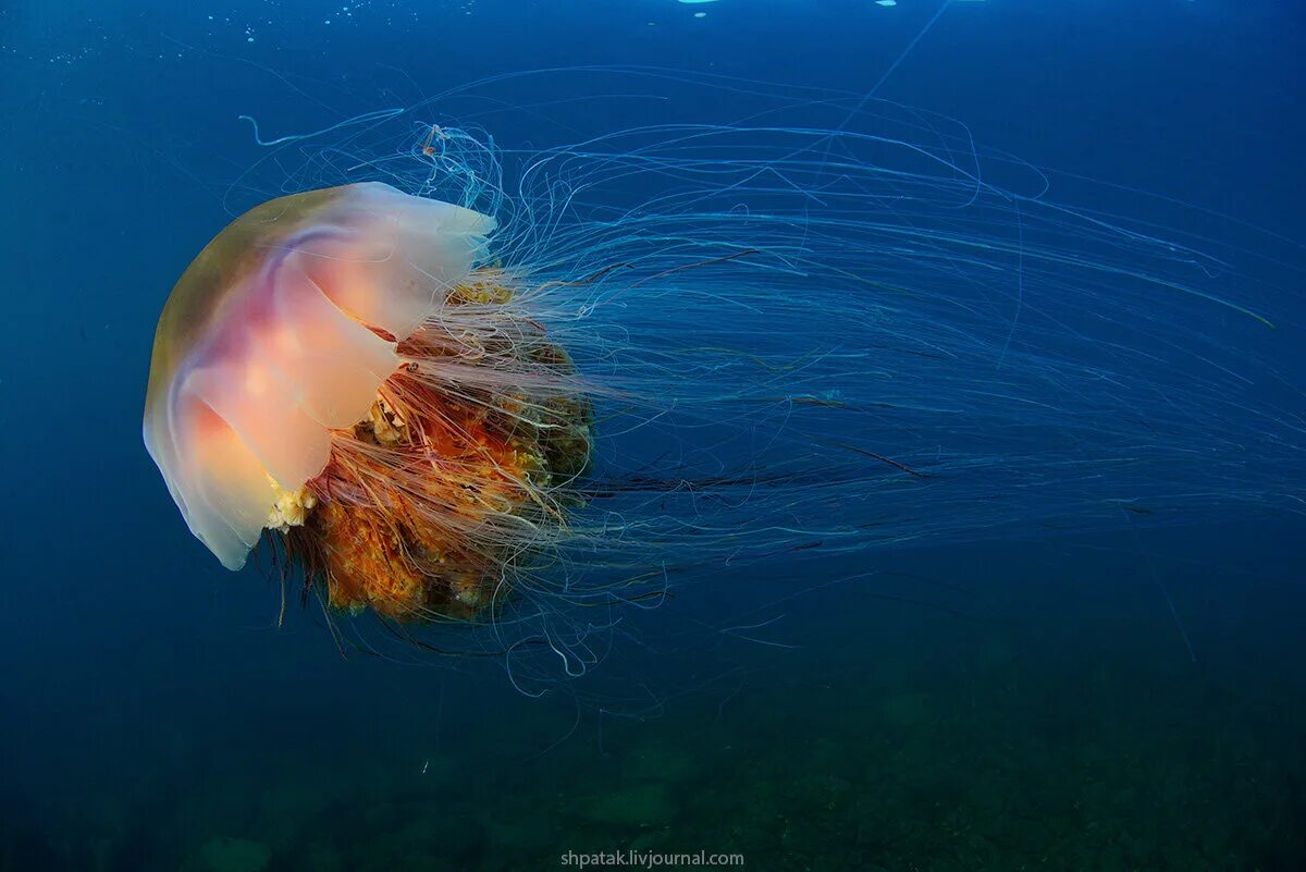 Арктическая медуза цианея. Медуза волосистая цианея. Арктическая гигантская медуза цианея. Полярная медуза цианея.