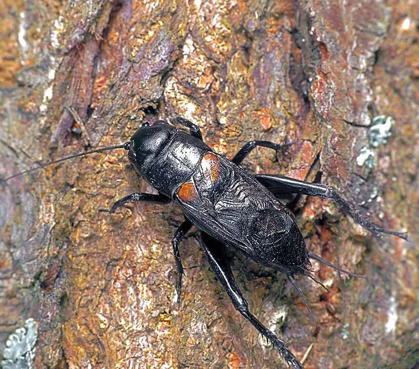 Сверчок бимакулята. Двупятнистый сверчок. Сверчки gryllus bimaculatus. Сверчки имаго. Двупятнистый сверчок.