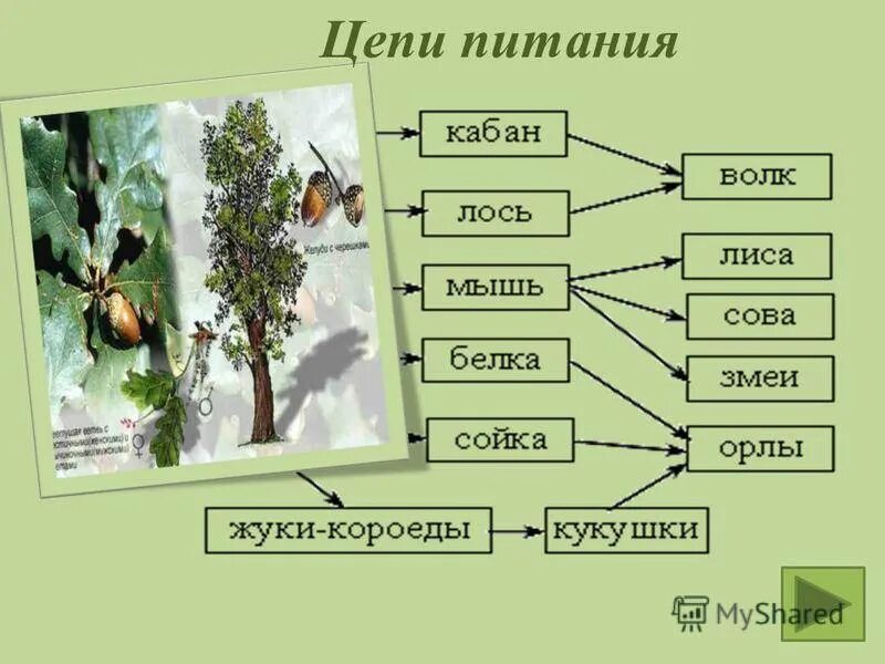 Схема березовой рощи