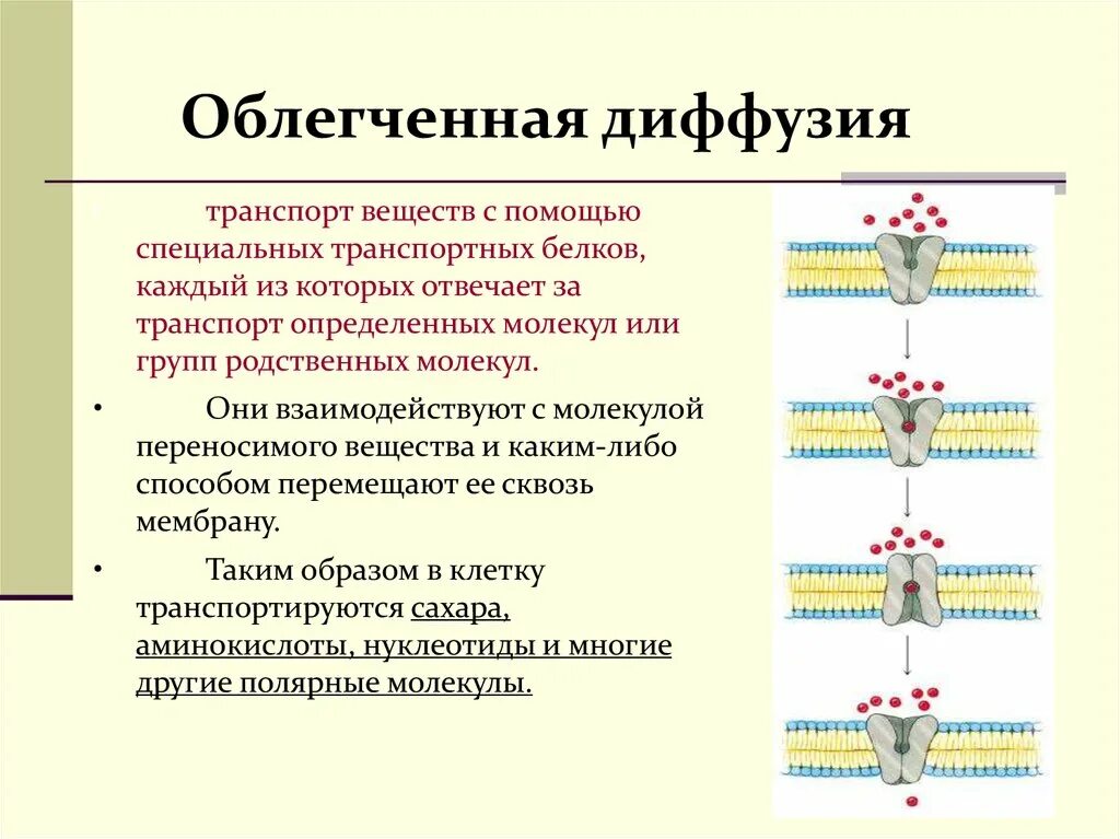 Транспорт белка происходит. Механизм диффузии через мембраны. Пассивный транспорт веществ простая и облегченная диффузия. Облегченная диффузия механизм. Облегченная диффузия направление транспорта.