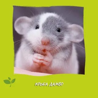 Как зовут мышонка