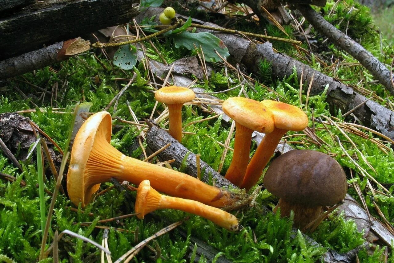 серая лисичка гриб. говорушка рыже-бурая. гриб говорушка рыже-бурая. гриб лисичка рыжая. говорушка ворончатая рыжая.