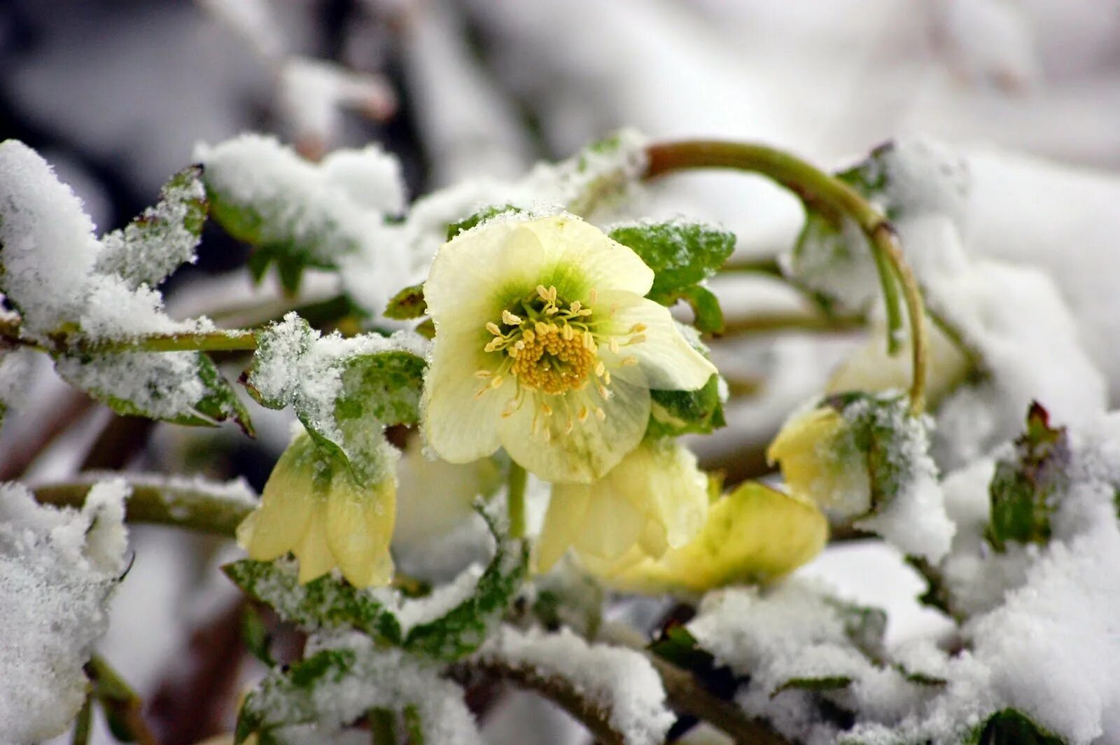 Мамин день день весенний не морозный. Морозник зимний цветок. Морозник геллеборус. Весенние цветы морозник. Зимник морозник.