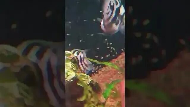 Сапфировый попугай размножение в аквариуме. Сапфировый попугай рыбка совместимость с другими. развитие мальков сапфирового попугая. сапфировый попугай как размножаются.