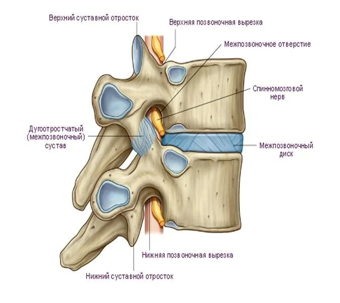 Дугоотростчатый сустав анатомия. Позвоночный сустав строение анатомия. Соединения позвоночного столба анатомия. Соединение суставных отростков позвонков.