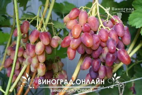 Виноград арк
