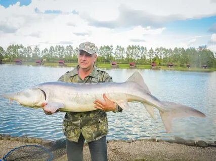 Золотой карп воронежская область