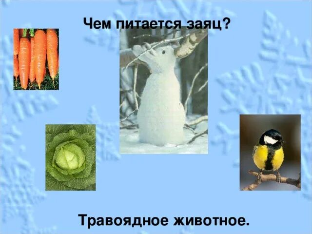 Классификация зайца. Что любят зайцы кушать. Заяц русак форма размножения и способы размножения. Способ питания зайца. Что едят зайцы.