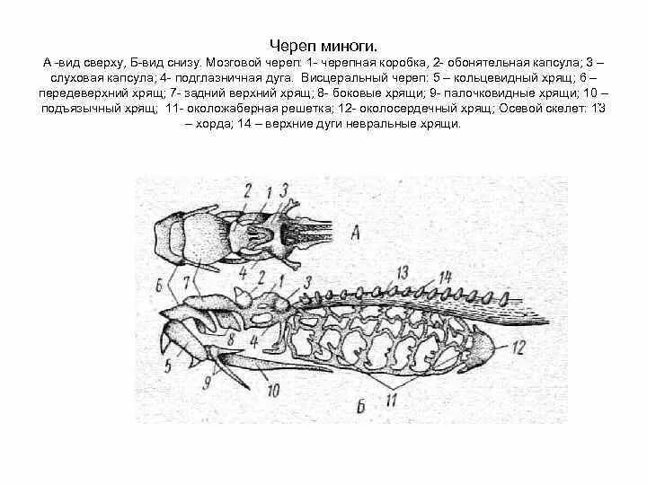 Череп миноги строение. Осевой скелет круглоротых. Скелет Речной миноги. Строение осевого черепа миноги?.