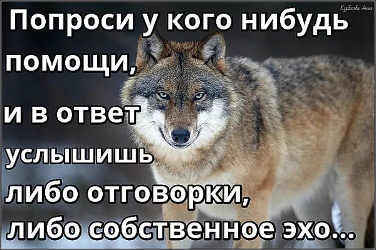 Никогда ни у кого не проси. Волк терпит. Не проси помощи цитаты. Помощи просить цитаты. Волчья мудрость.