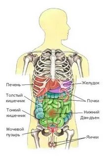 Печень относительно ребер