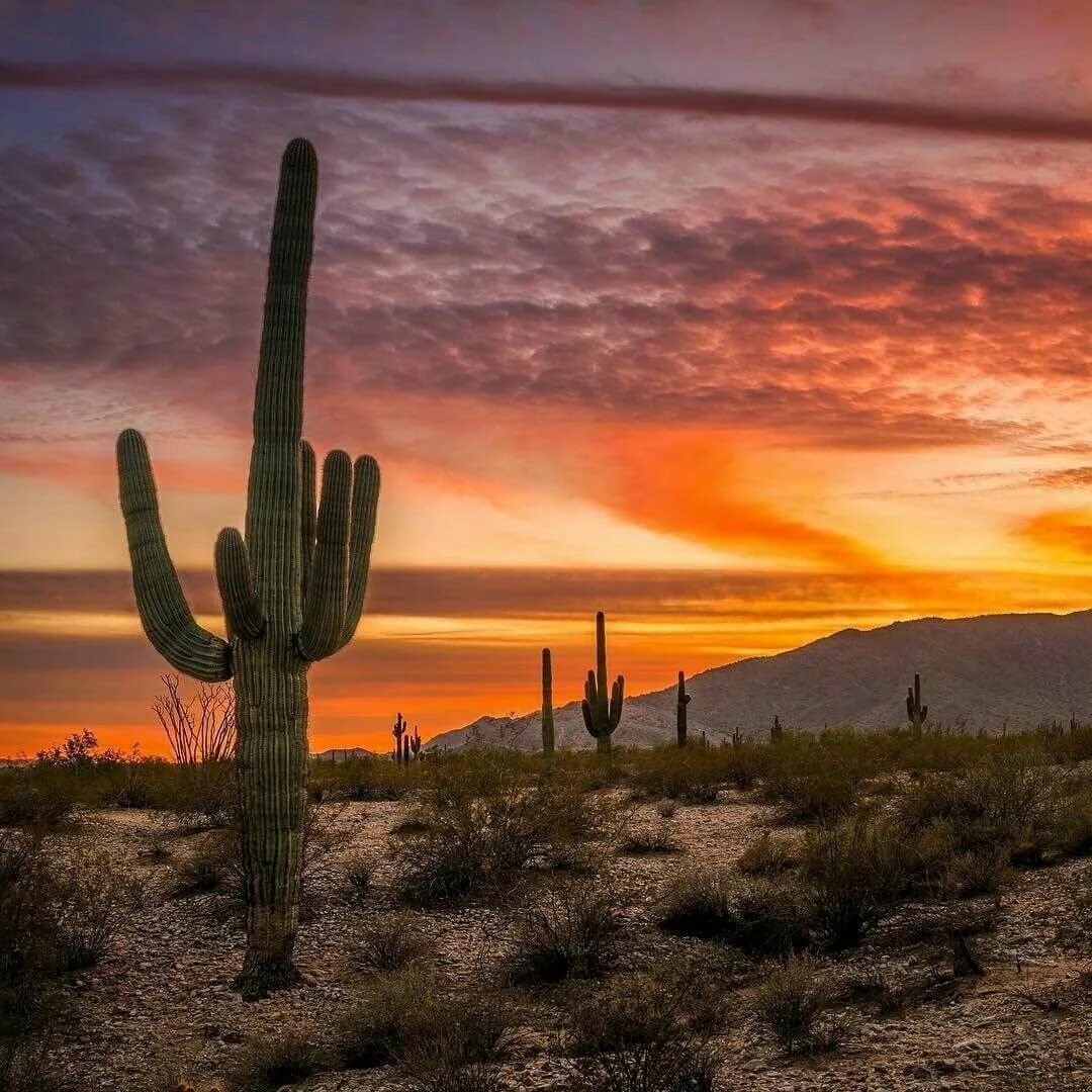 Mexican cactus. Аризона кактусы. Пустыня Нью Мексико кактусы. Кактус цереус гигантский. Мексика пустыня Сонора.