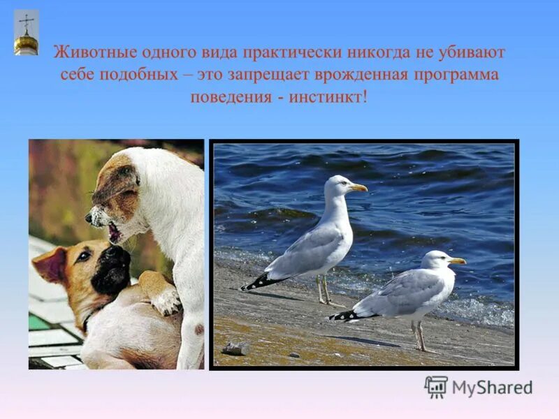 Чем руководствуется наполеон идя с запада на восток. Убивали себе подобных. Проект интеллектуальное поведение животных. Убивали себе подобных. Битва зверей.