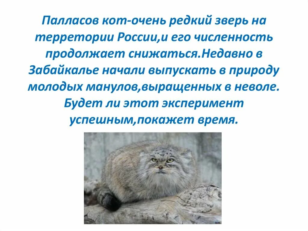 Манул почему в красной книге