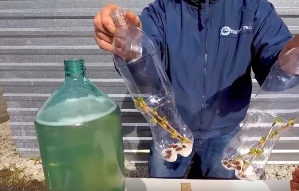 Сок березовый в бутылках с изюмом пластиковых. Березовый сок квас с изюмом в пластиковых бутылках. берёзовый сок с изюмом в пластиковых бутылках. березовый квас в пластиковых бутылках. квас из березового сока с изюмом в пластиковых бутылках.
