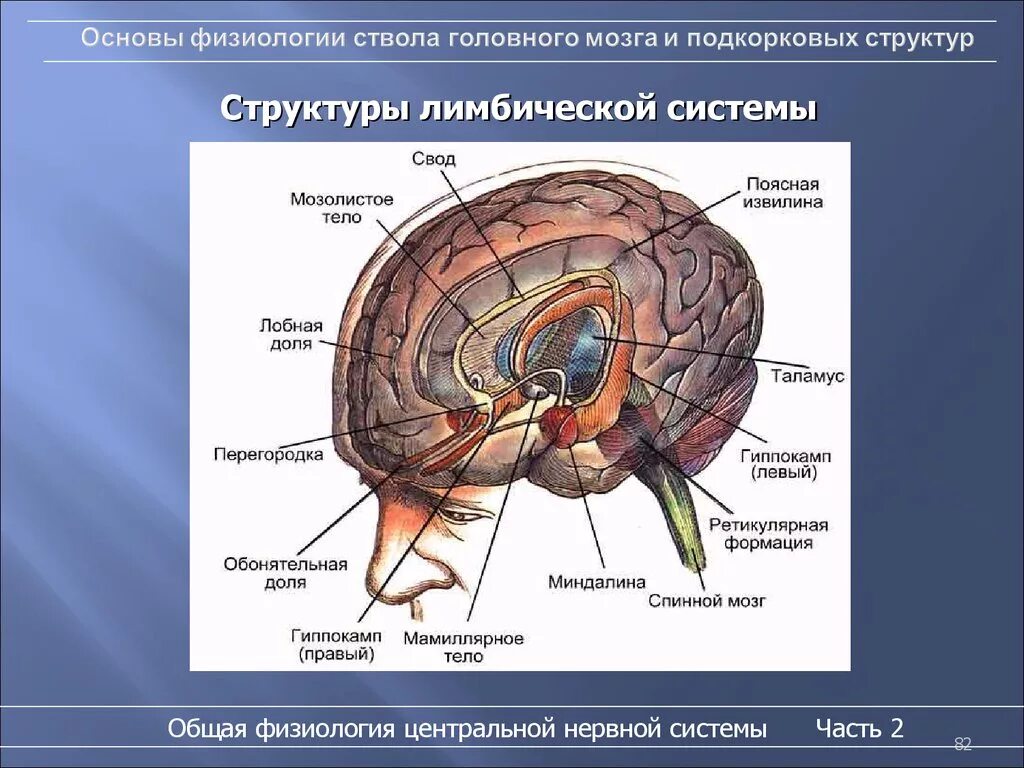 Как головной мозг связан с органами тела. Строение подкорковых структур мозга. Лимбической системой и корой головного мозга.