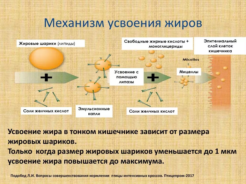 Переваривание и усвоение жиров. Усвоение жиров в организме. Как усваивается жир в организме человека. Для усвоения жиров необходимо. Изменения происходящие в жирах