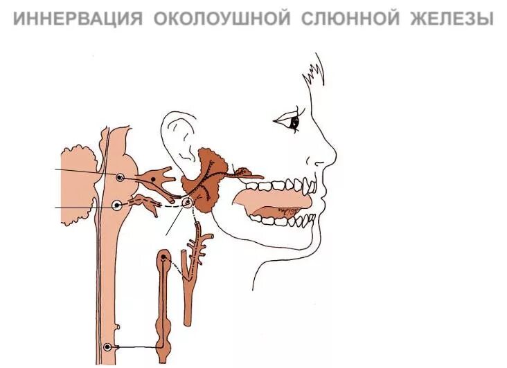 Околоушную слюнную железу иннервирует. Околоушная слюнная железа иннервируется. иннервация околоушной железы анатомия. иннервация слюнных желёз. схема иннервации слюнных желез.