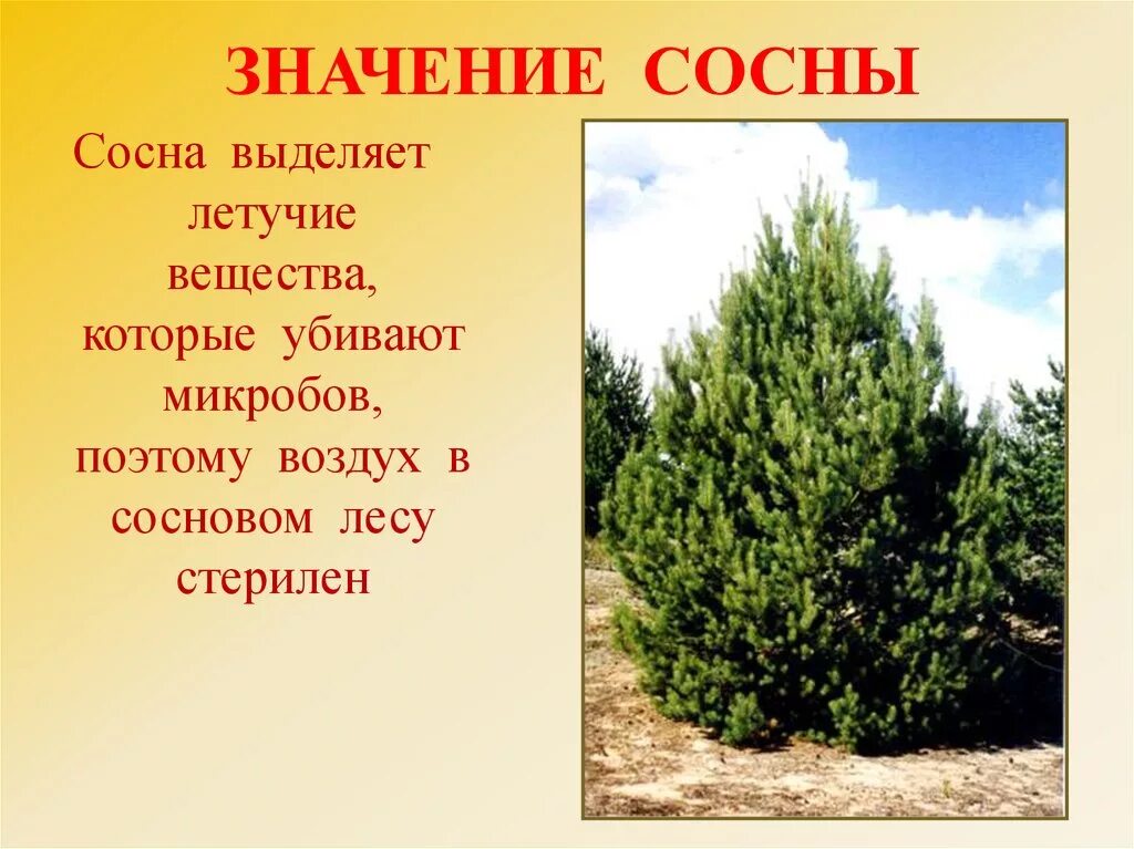 Каково значение хвойных. Значение сосны. Значение сосны обыкновенной. Сосна обыкновенная описание. Значение ели и сосны.