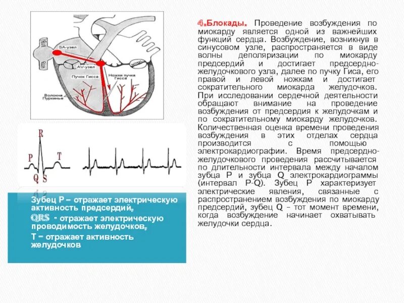 Проведение возбуждения от предсердий к желудочкам осуществляется по:. Зубец отражающий электрическую активность предсердий. Электрическая активность миокарда предсердий. Блокады проведения возбуждения.