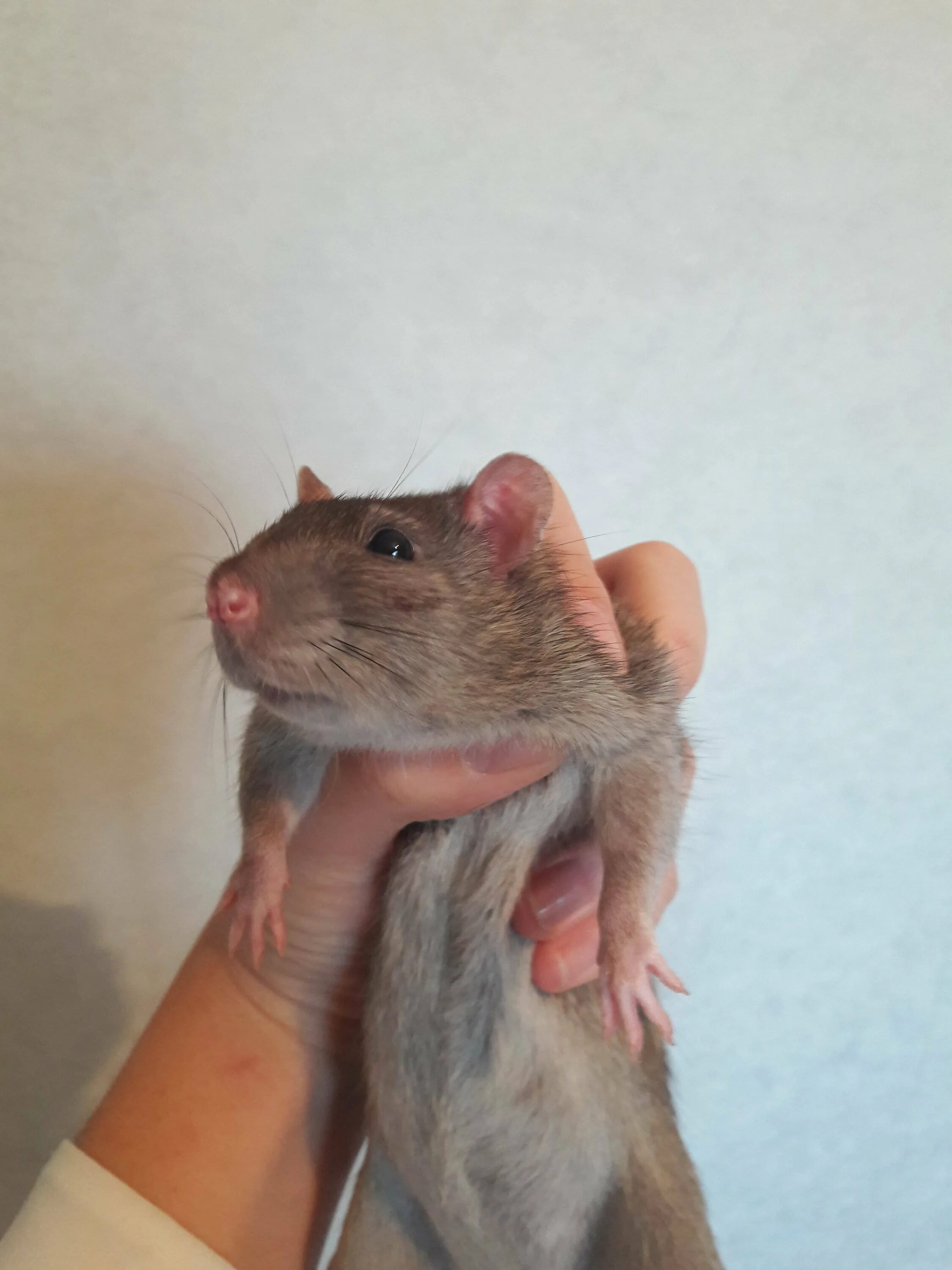 Тату на затылке. Крыса на шее. Девушка крыса. Крыса на шее. Заболевания домашних крыс.