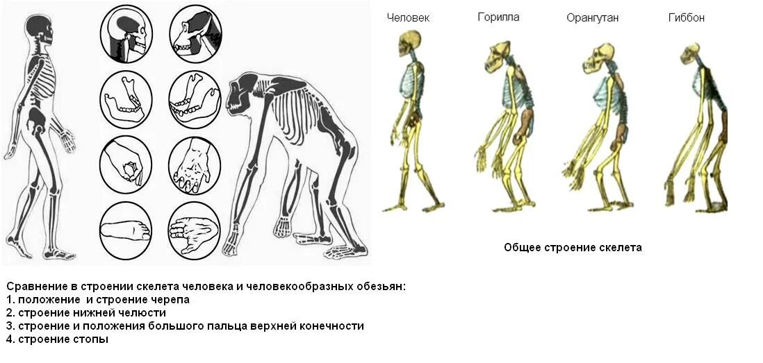 Черты сходства и различия человека. Сходства и различия человека и животного анатомия. Сходства и различия строения человека и животного. Сходство человека с животными. Сходства и различия человека с животными.