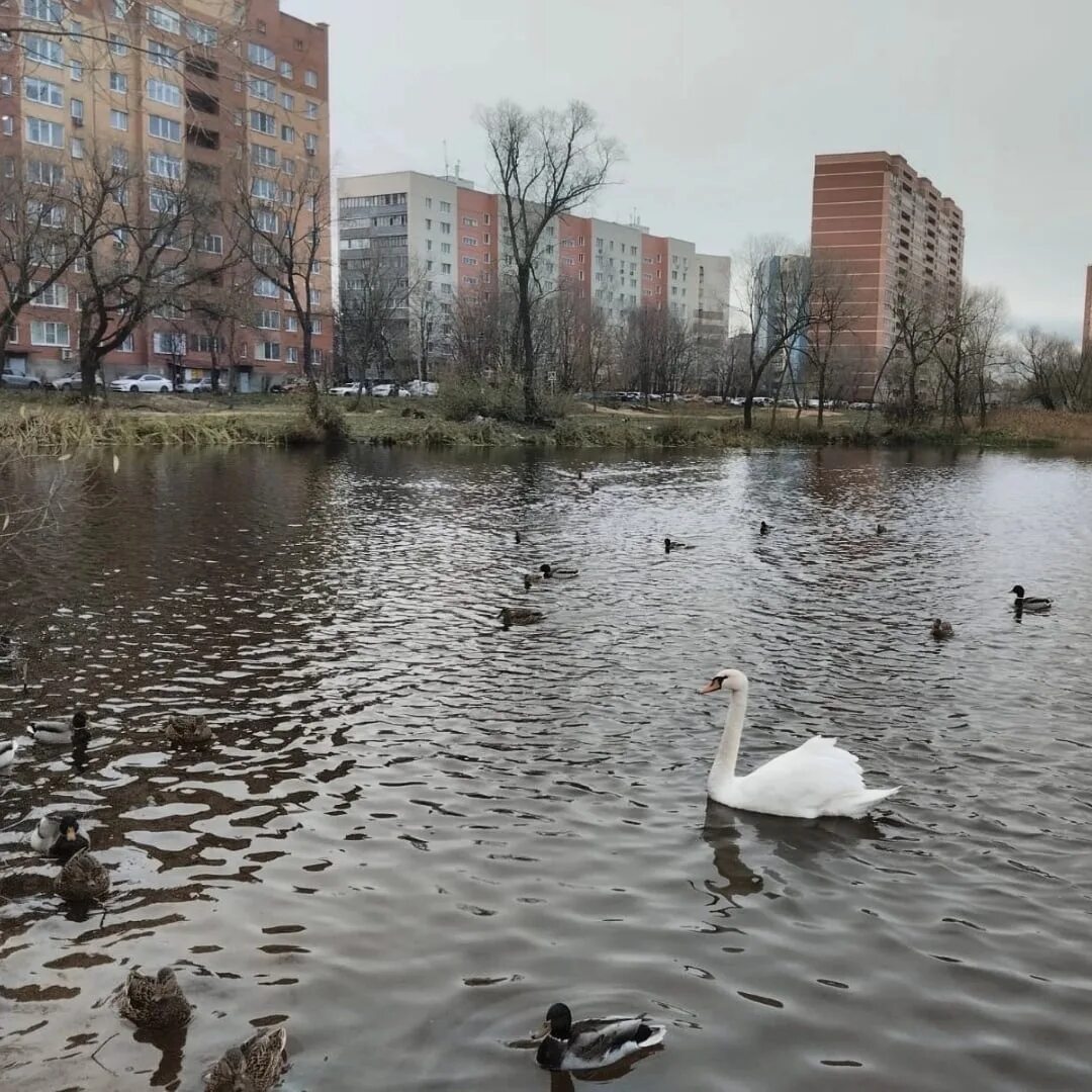 Озеро Травинское Пушкино. В Пушкино лебедь. Набережная на Серебрянке утки Пушкино. Лебедь на реке Серебрянка в Пушкино.