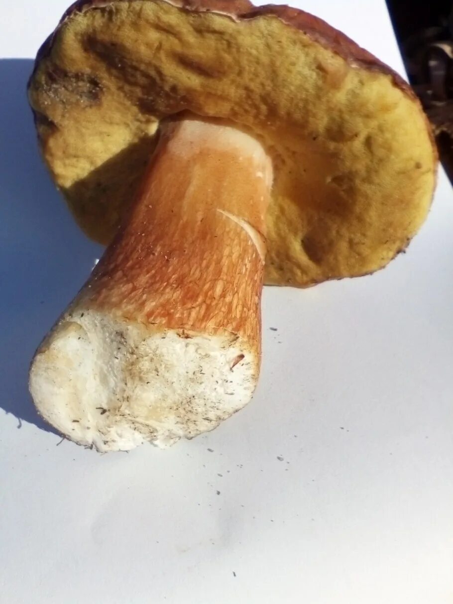 Подосиновик синеет. Подосиновик гриб синеет на срезе. Срез гриба. Гриб маховичок синеет?. Ножка синеет на срезе.