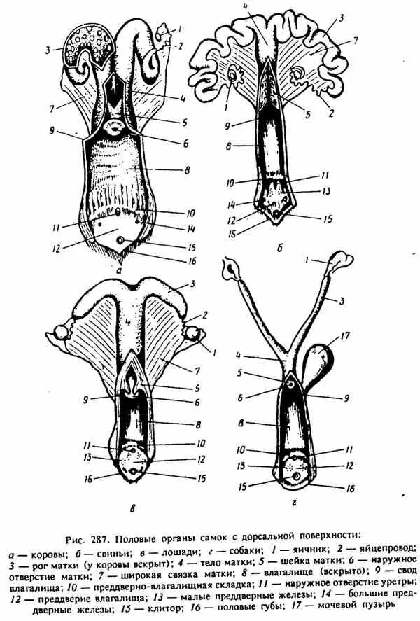 Половые органы размножения самок анатомия. Половые органы кролика самца схема. Строение двурогой матки у животных. Яичники лошади анатомия.