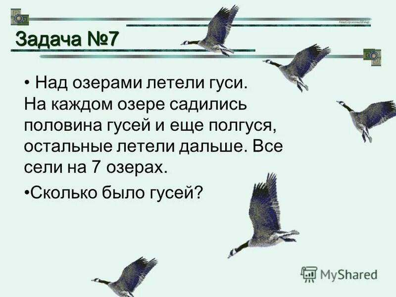 Задачи про озеро. Задача про гусей летела стая гусей 7 озер. Задача про гусей. Половина гусей и еще полгуся. Задача про гусей решение.