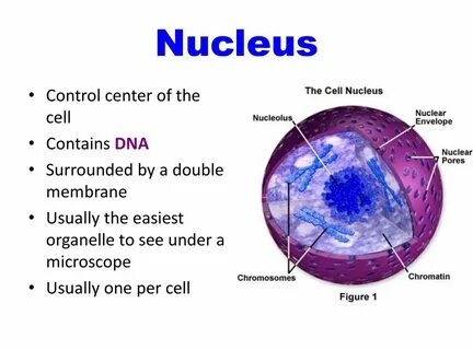 Cell contains