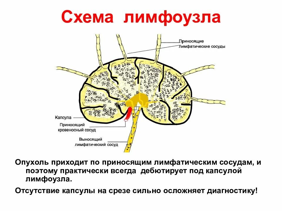 Лимфатические сосуды несут. Схема лимфатического узла. Периваскулярные лимфатические узлы. Лимфатические капилляры головного мозга. Лимфатические сосуды головного мозга.