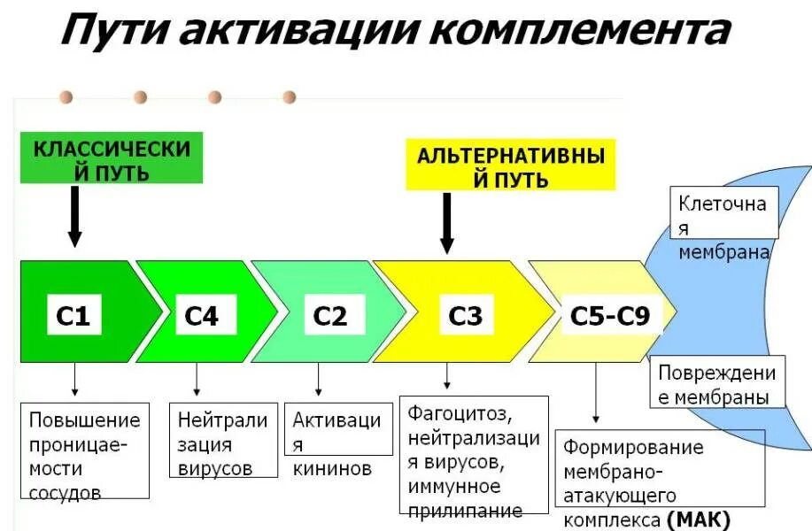 Ответ на комплемент. Ответ на комплемент