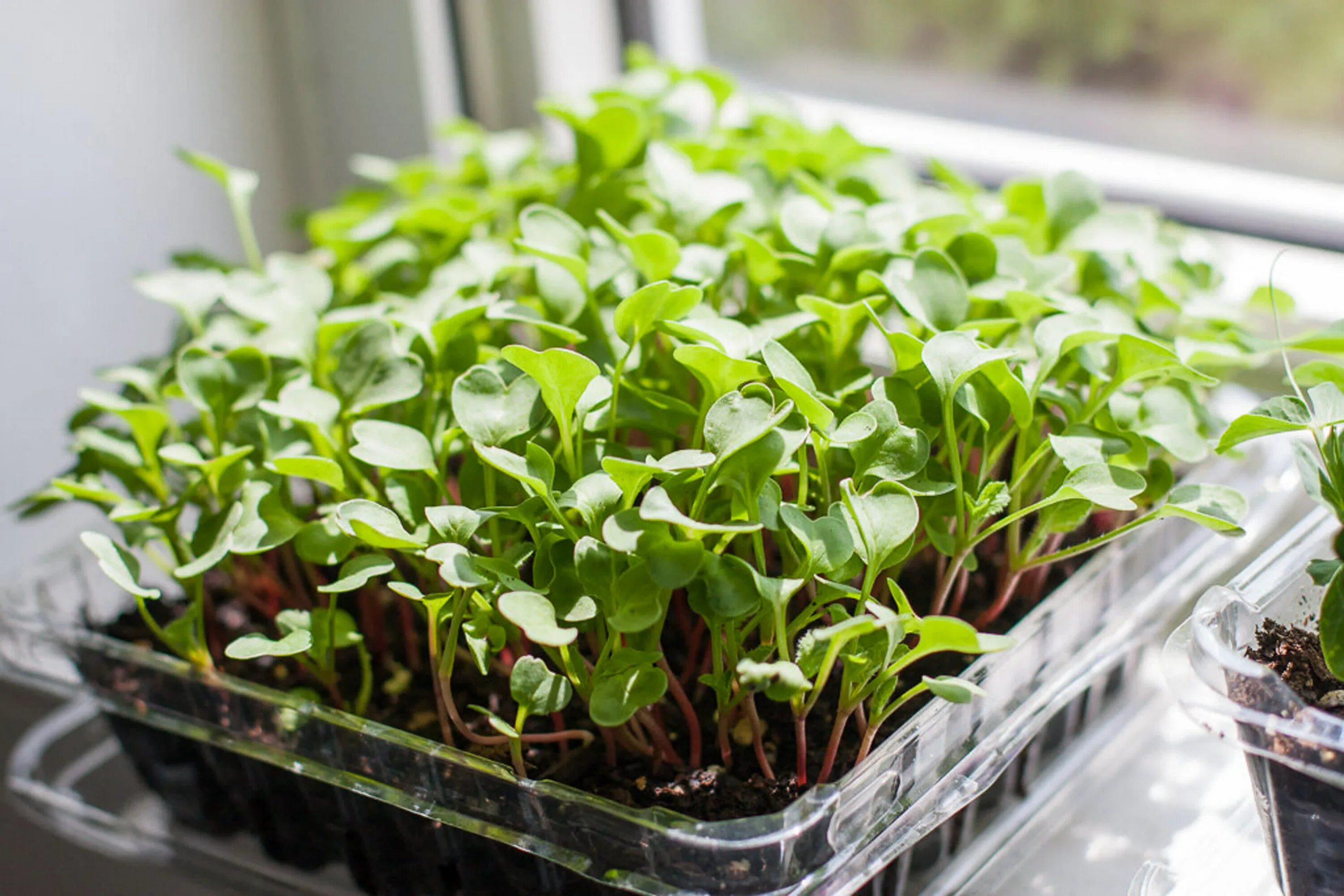 Микрозелень в домашних условиях фото How To Grow Microgreens Ready To Eat in 10 Days YouTube