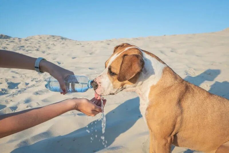 Как поить собаку. Give Water to the Pets. Собака пьет воду из бутылки для фотошопа. Чем поить собаку. Dog playing with Water at Home.