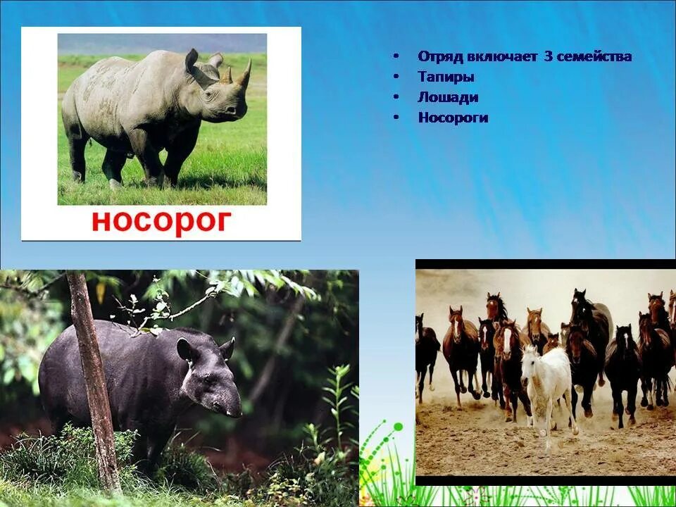 Носорог отряд парнокопытные. Отряд непарнокопытные. отряд непарнокопытные представители. семейство носороговые представители. парнокопытные и непарнокопытные.