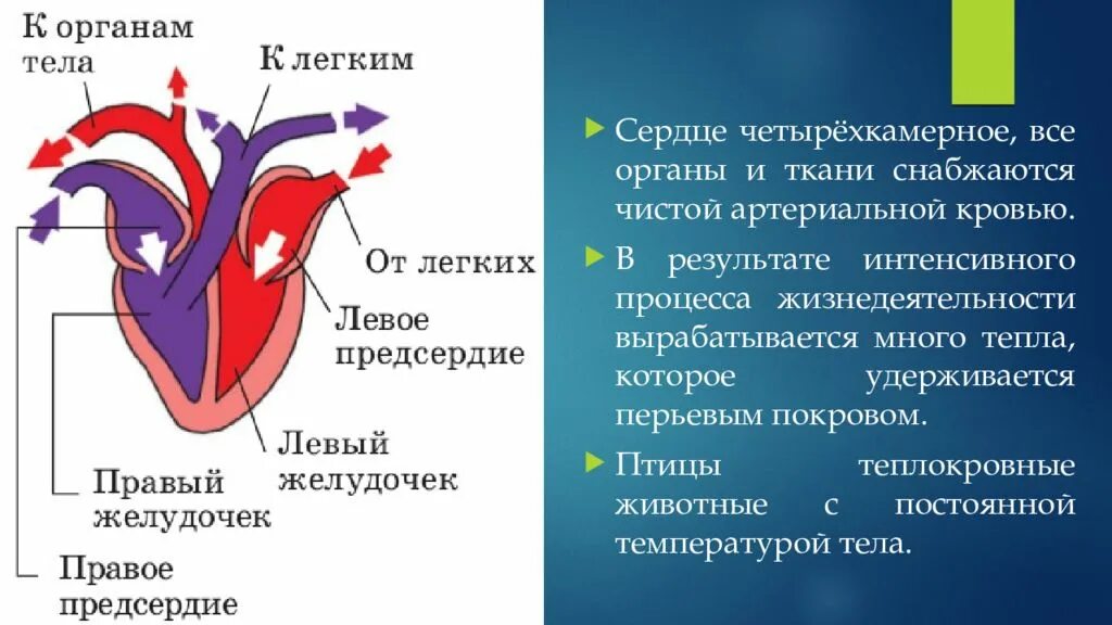 Строение 4 камерного сердца. Четырехкамерное сердце схема. Сердце человека четырехкамерное строение. Строение сердца птиц.