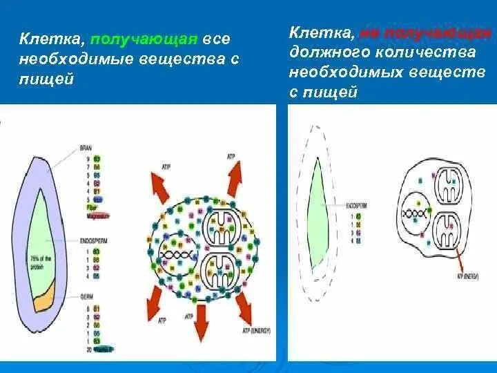 Сколько клеток в ребенке